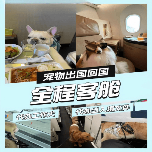 中山市宠物托运到白俄罗斯宠物入境规定和要求
